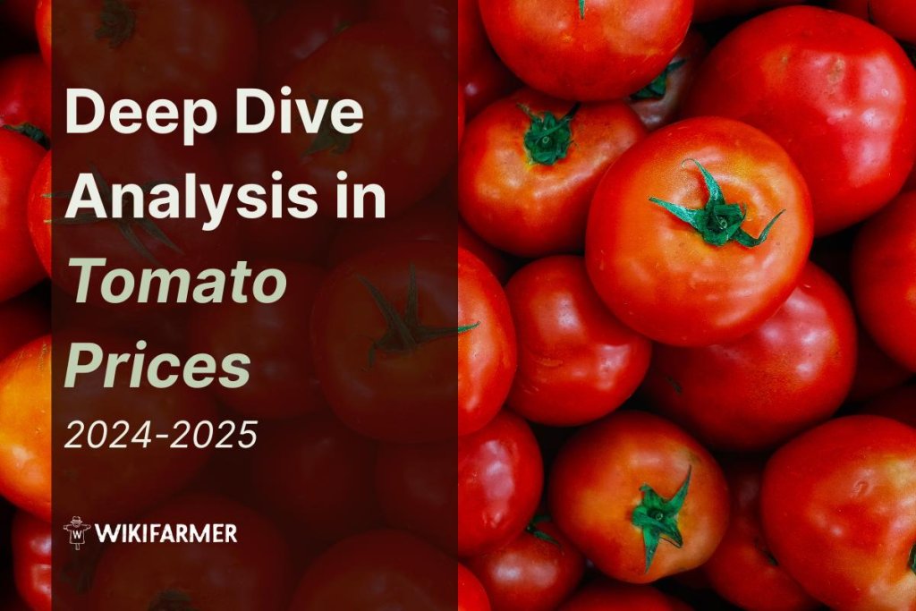 Deep dive in tomato prices: A comprehensive price study 2024-2025